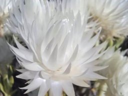 Edmondia sesamoides whiter and not